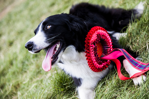 Open and Companion Dog Show Update