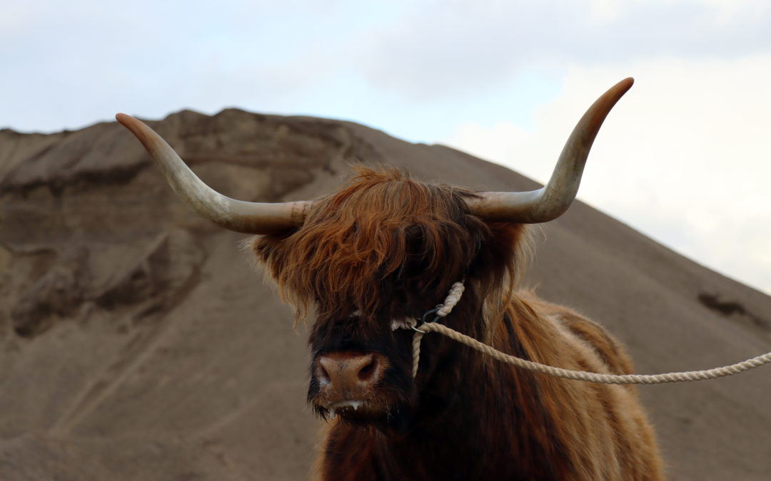 Highlanders hail to Turriff for National Show