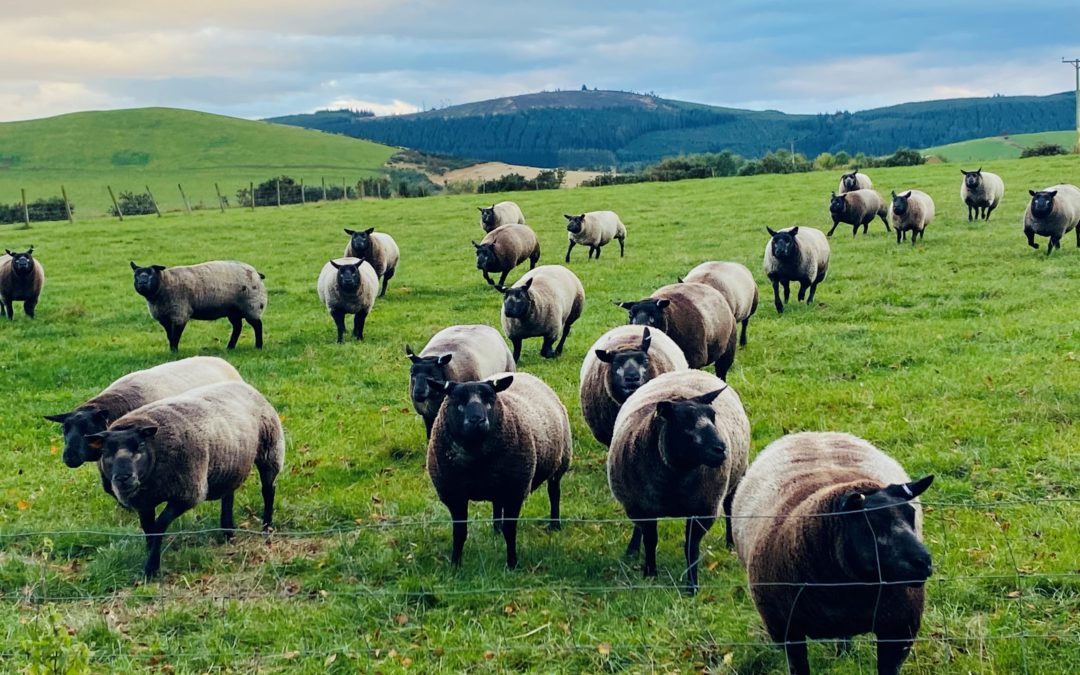 Blue Texels top Turriff Show entries 