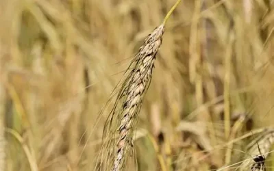 Cereal Growing Competition 2025